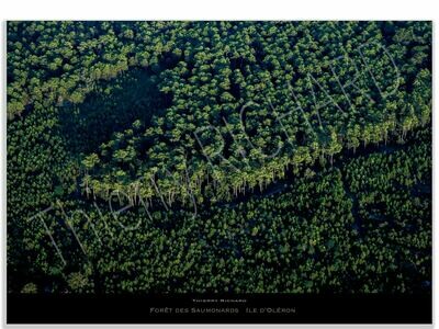 Forêt des Saumonards