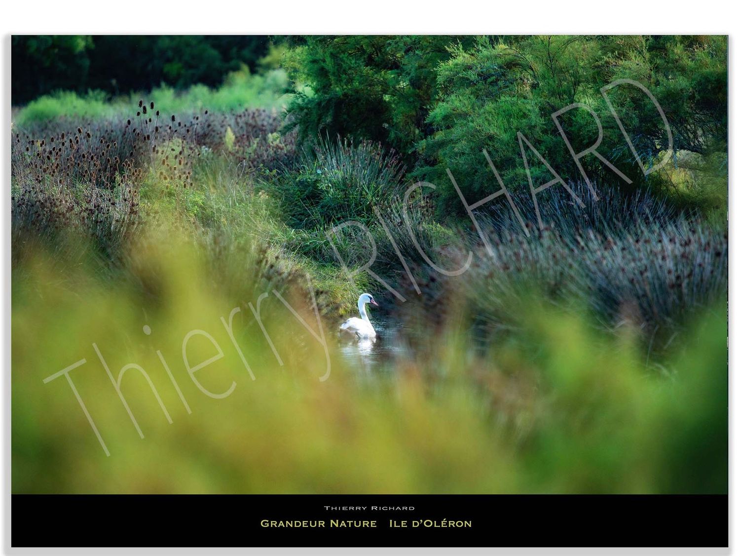 Grandeur Nature #3