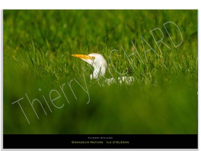 Grandeur Nature #4