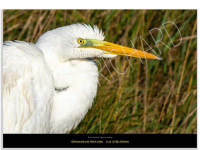 Grandeur Nature # 6