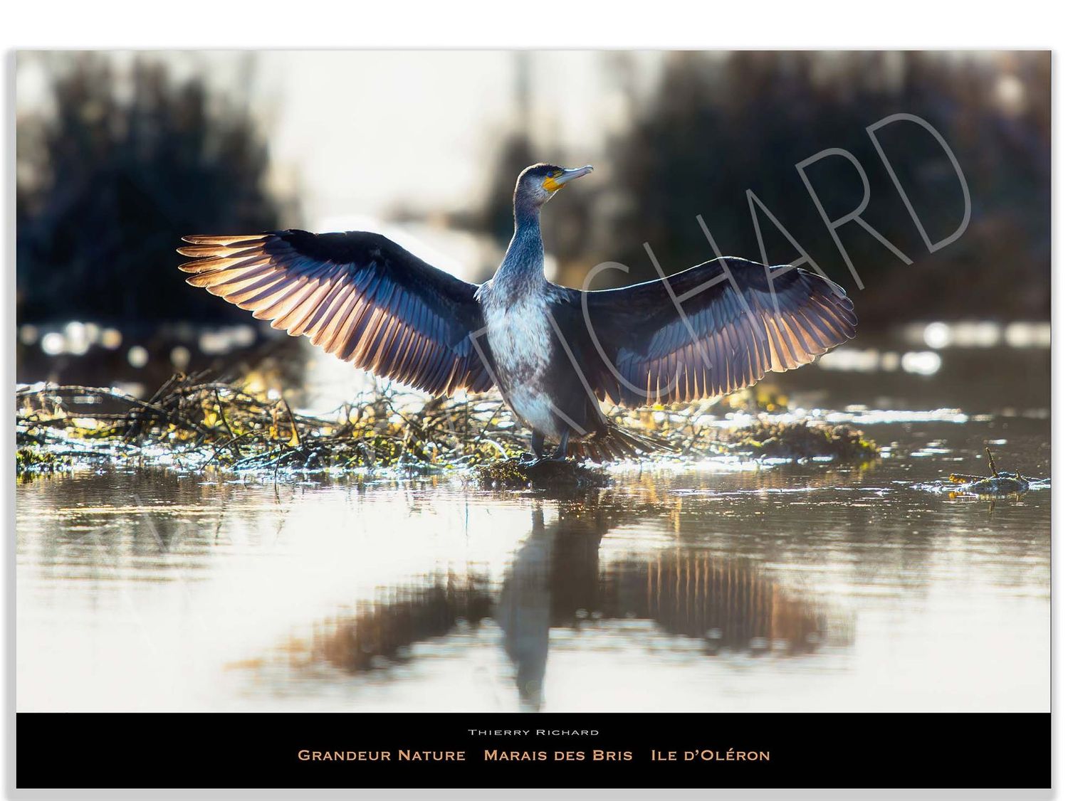 Grandeur Nature Marais des Bris
