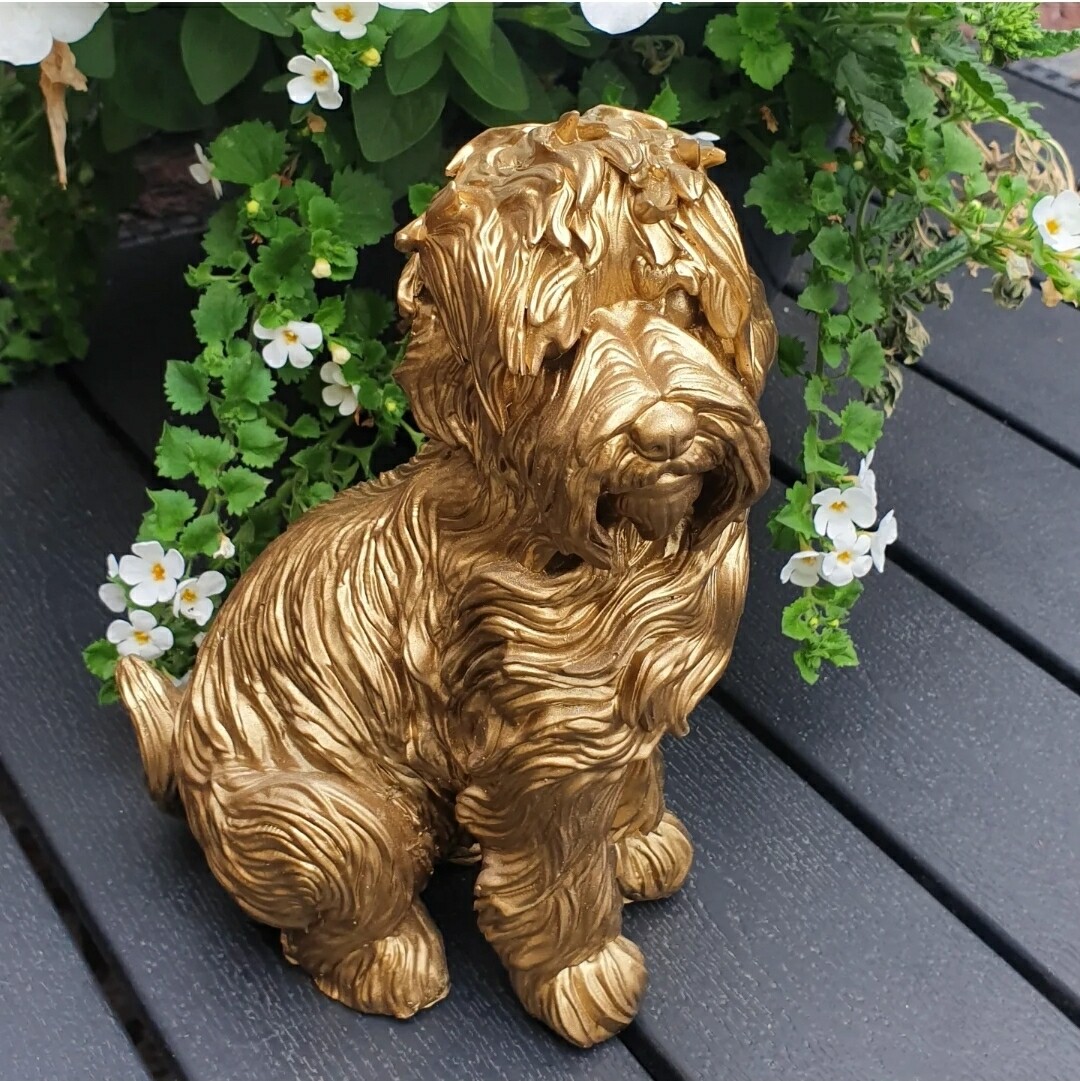 Gouden Labradoodle