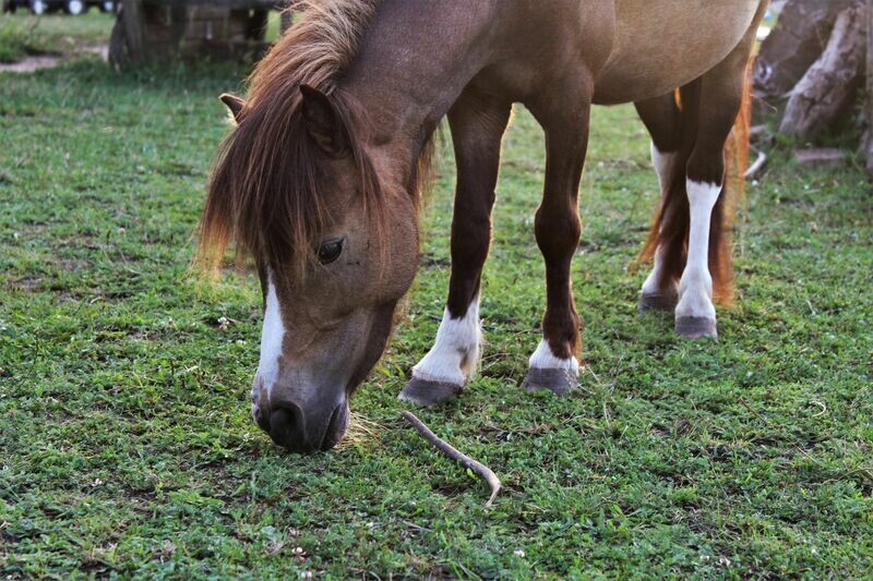 Lillyfee (Reservierung)