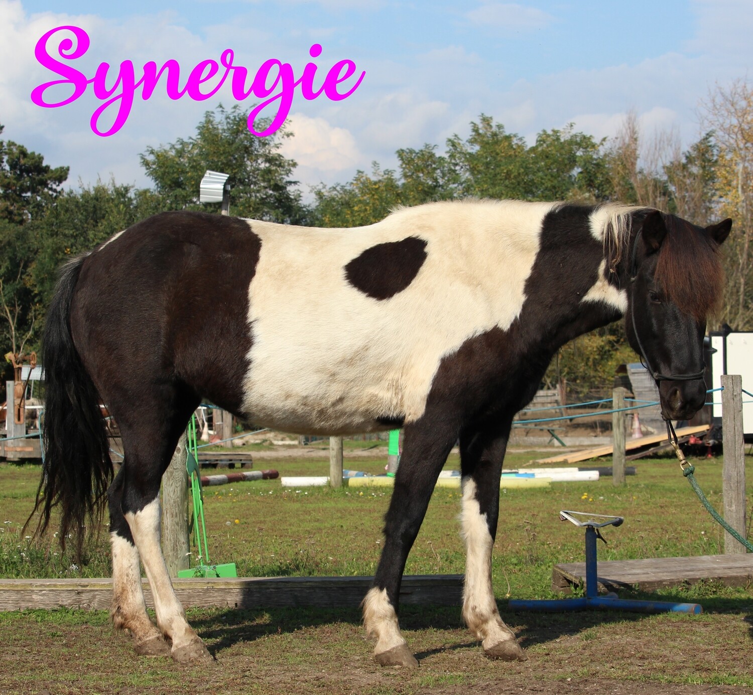 Synergie (Reservierung)