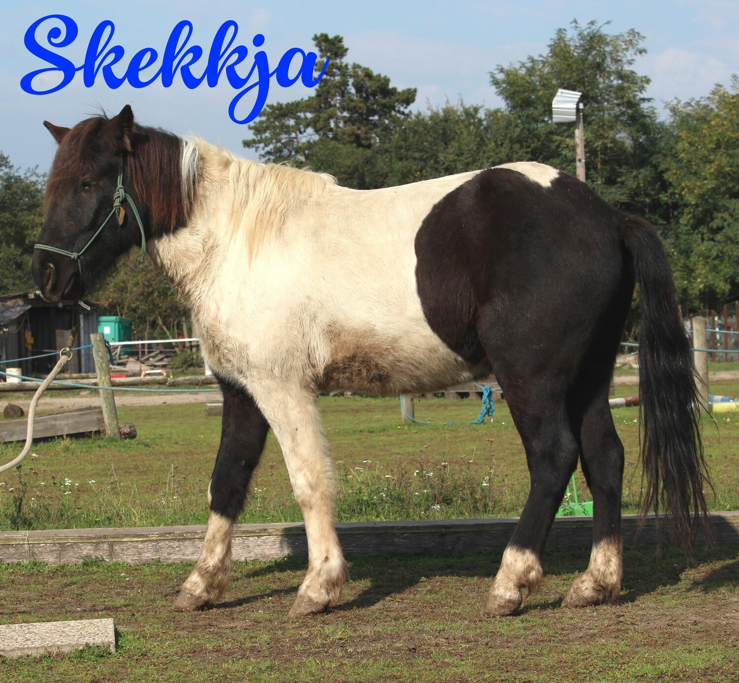 Skekkja (Reservierung)