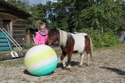 Pflege Ponys