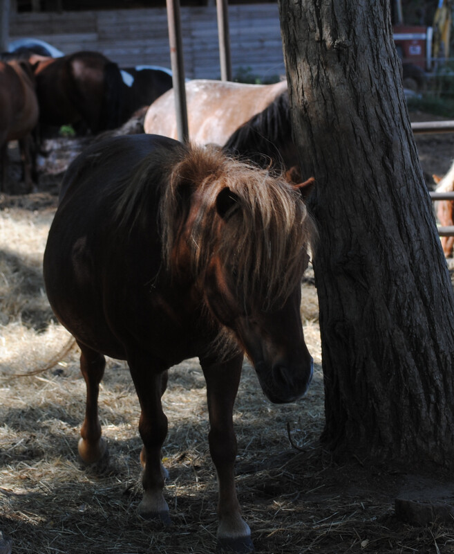 Quendoline (Reservierung)