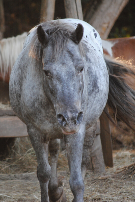 Tinka (Reservierung)