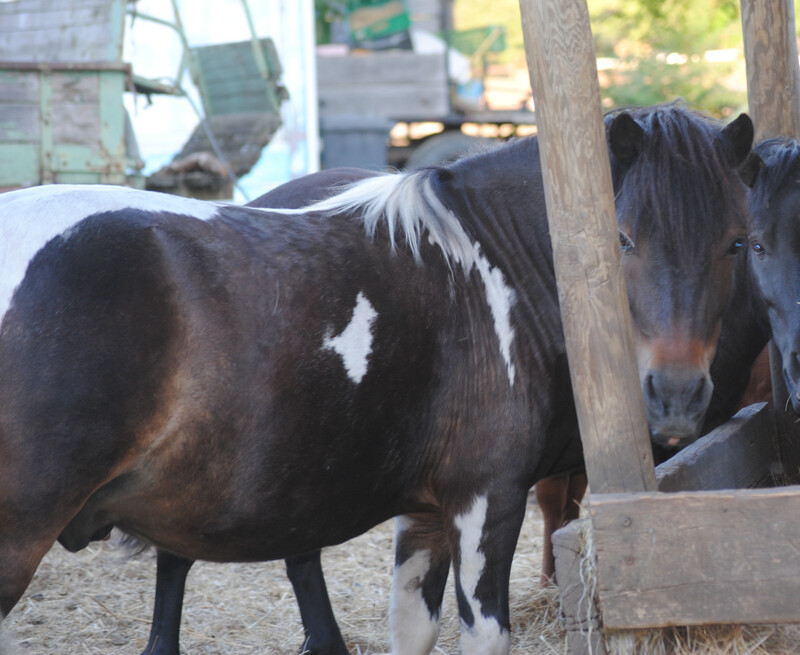 Grisu (Reservierung)