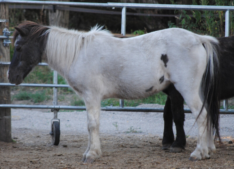 Tschisi (Reservierung)