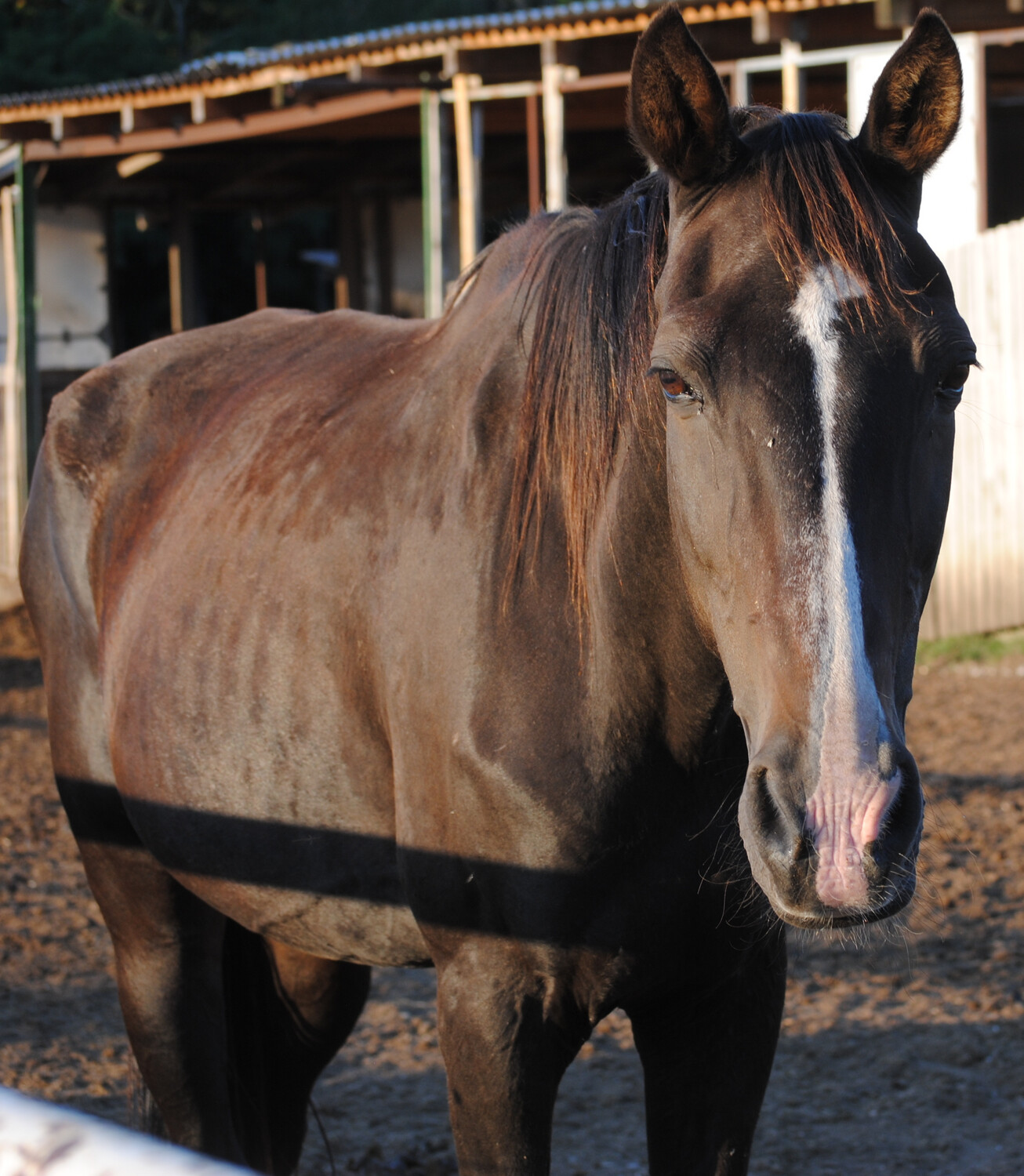 Admiral (Welness Reservierung)