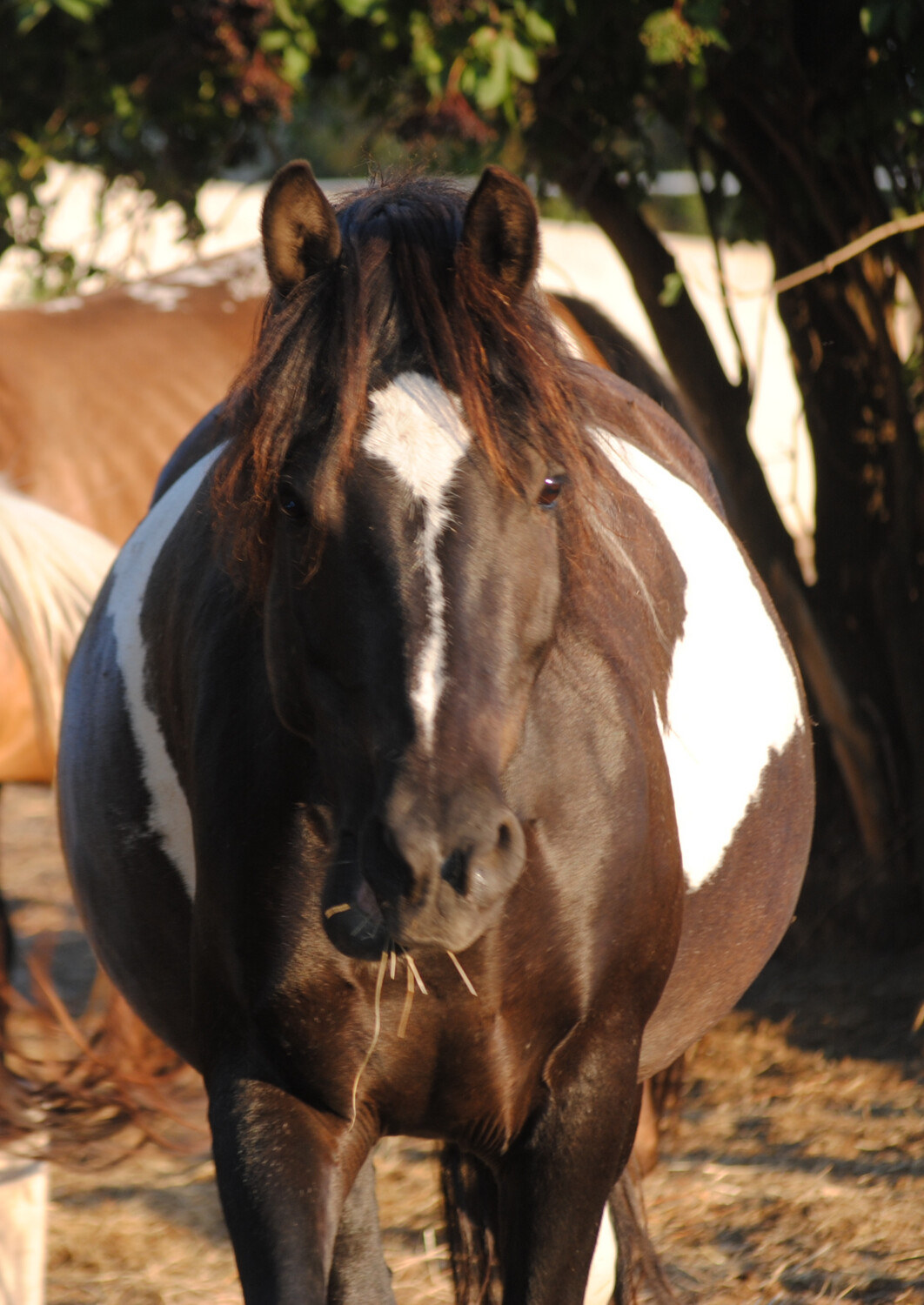 Aponi (Reservierung)