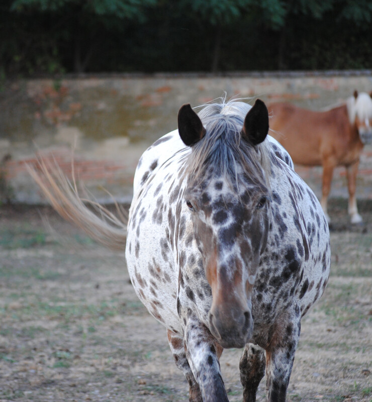 Falling Star (Reservierung)