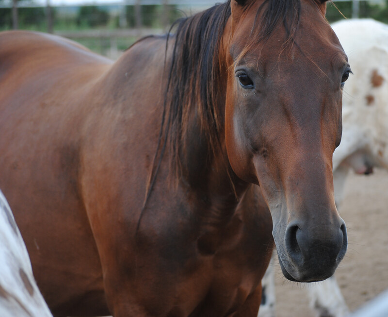 Carera (Reservierung)