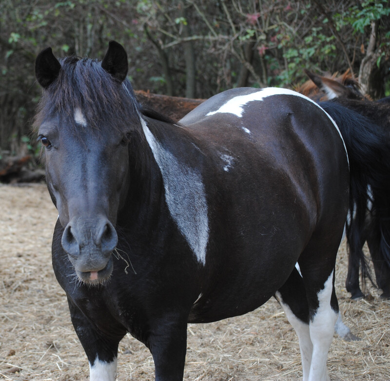 Speedy (Reservierung)