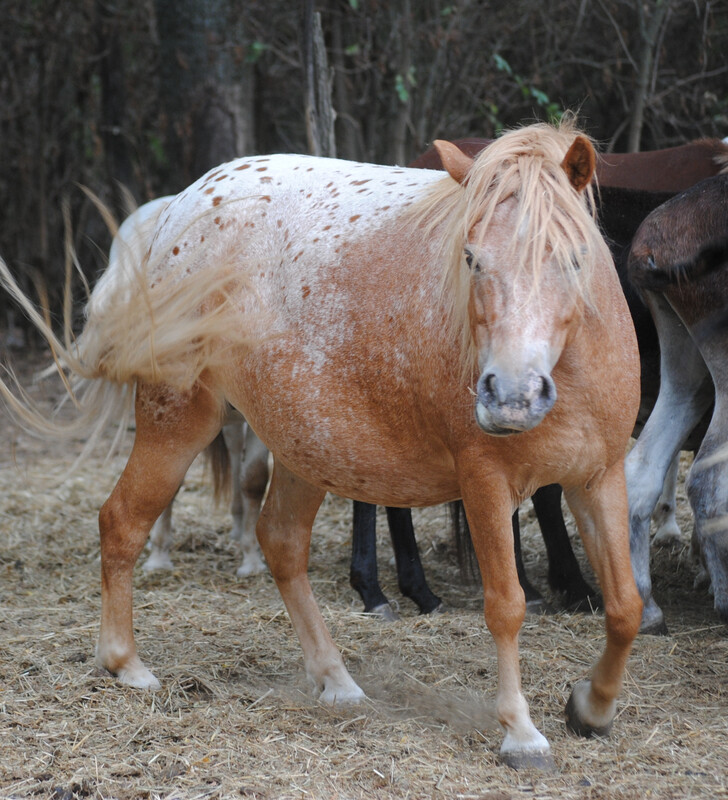 Pünktchen (Reservierung)