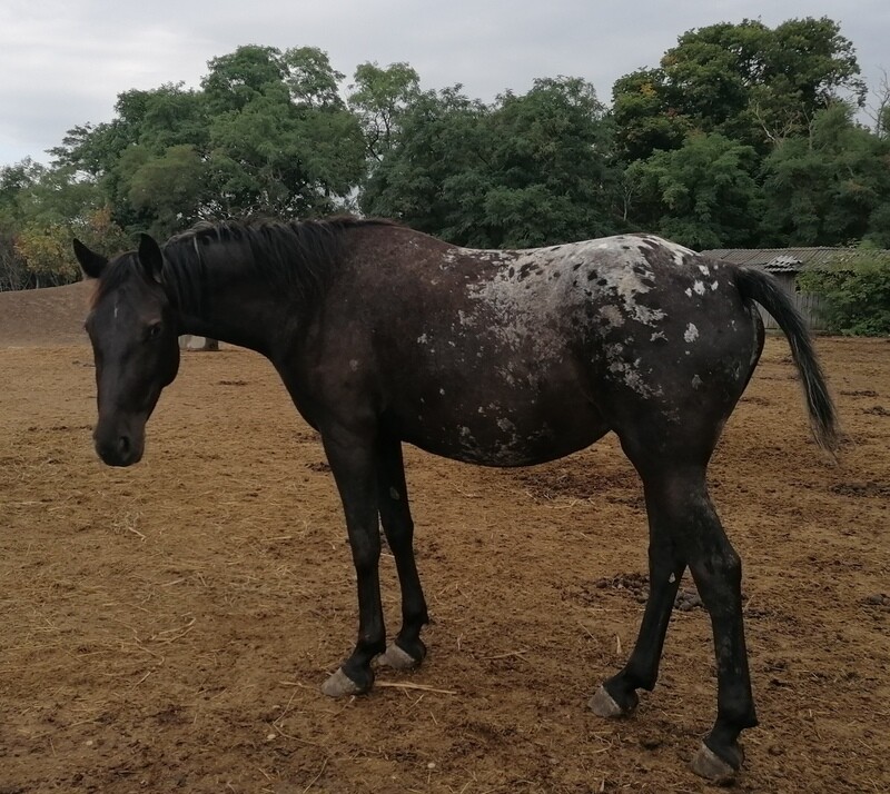 Starlight (Reservierung)