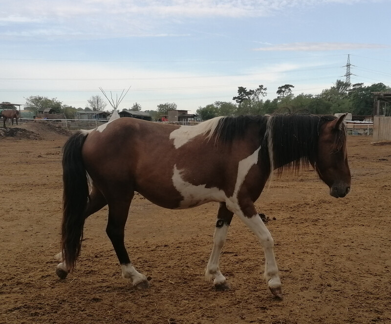 Batman (Reservierung)