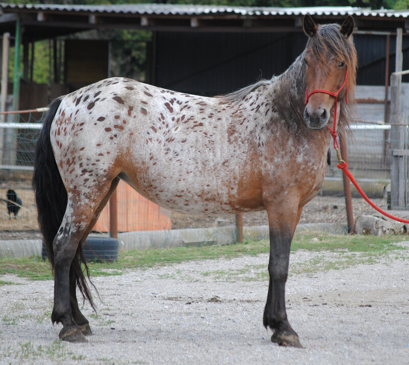 Smartie (Reservierung)