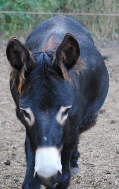 ABO - Mitgliedsbeitrag Pflegeesel / Lama