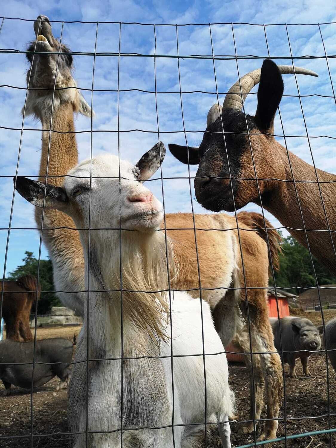 Ausflüge für Schulen & Kindergärten/ Gruppen