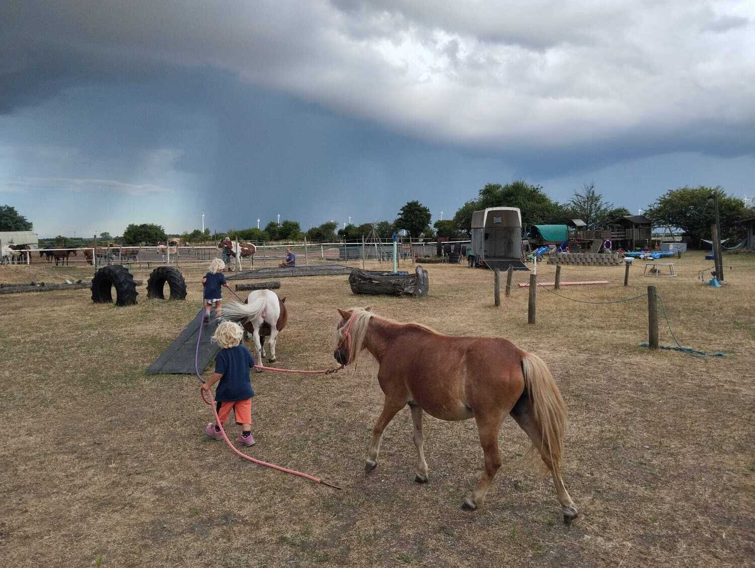 Pferde Herzen gewinnen