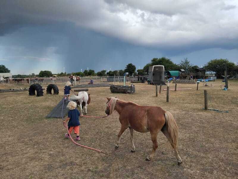 Pferde Herzen gewinnen