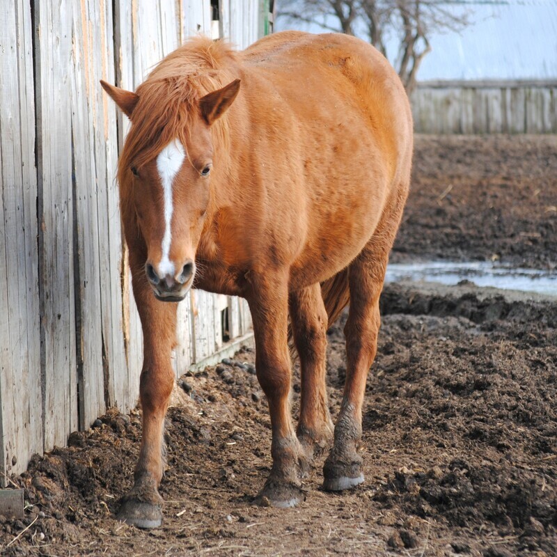 Scirocco (Reservierung)