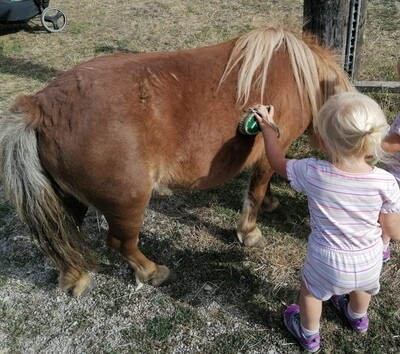 Wellness Pflegetiere