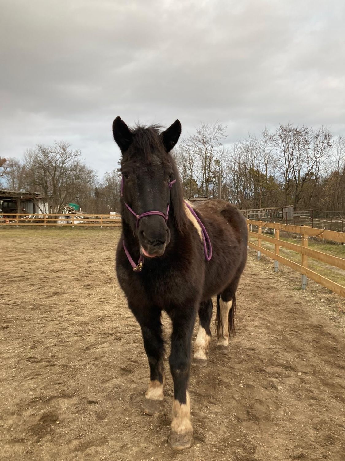 Shakira Reservierung
