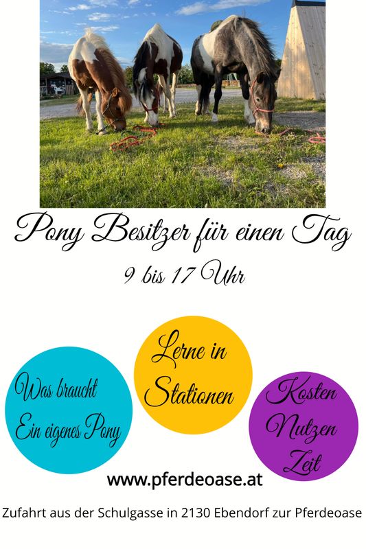 Pony Besitzer für einen Tag