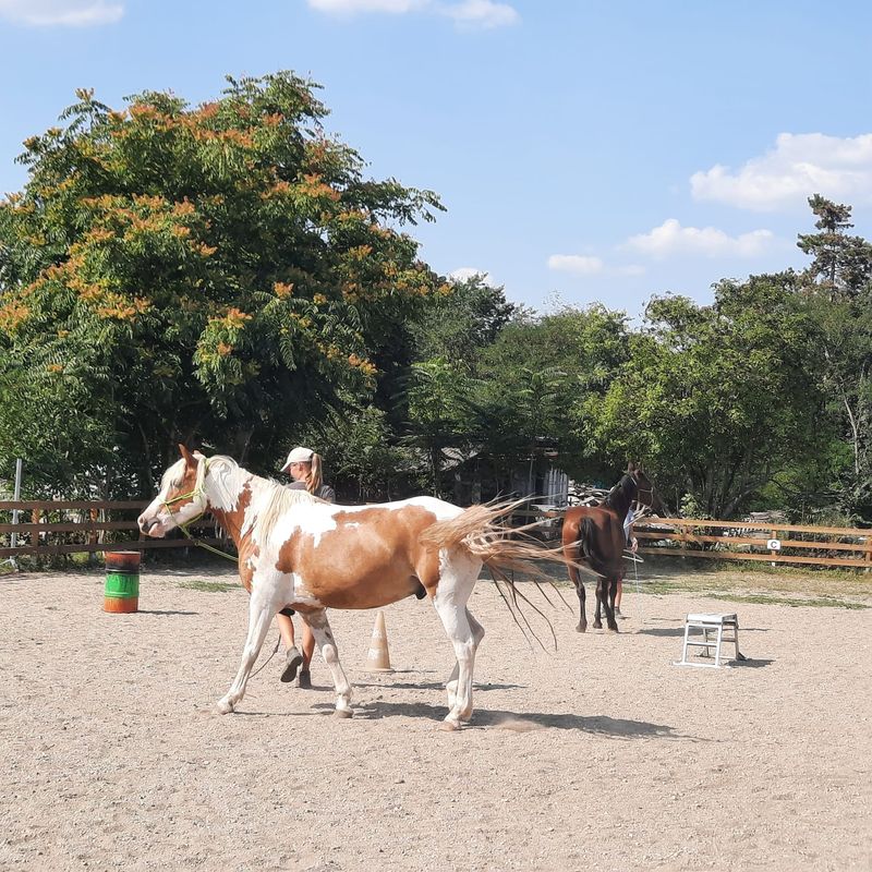 ABO - Mitgliedsbeitrag Pflegepferd