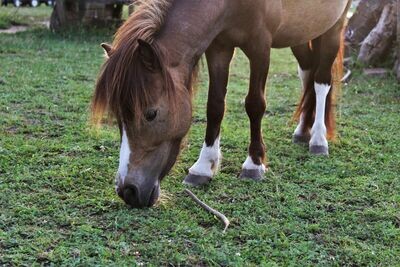 Lillyfee (Reservierung)