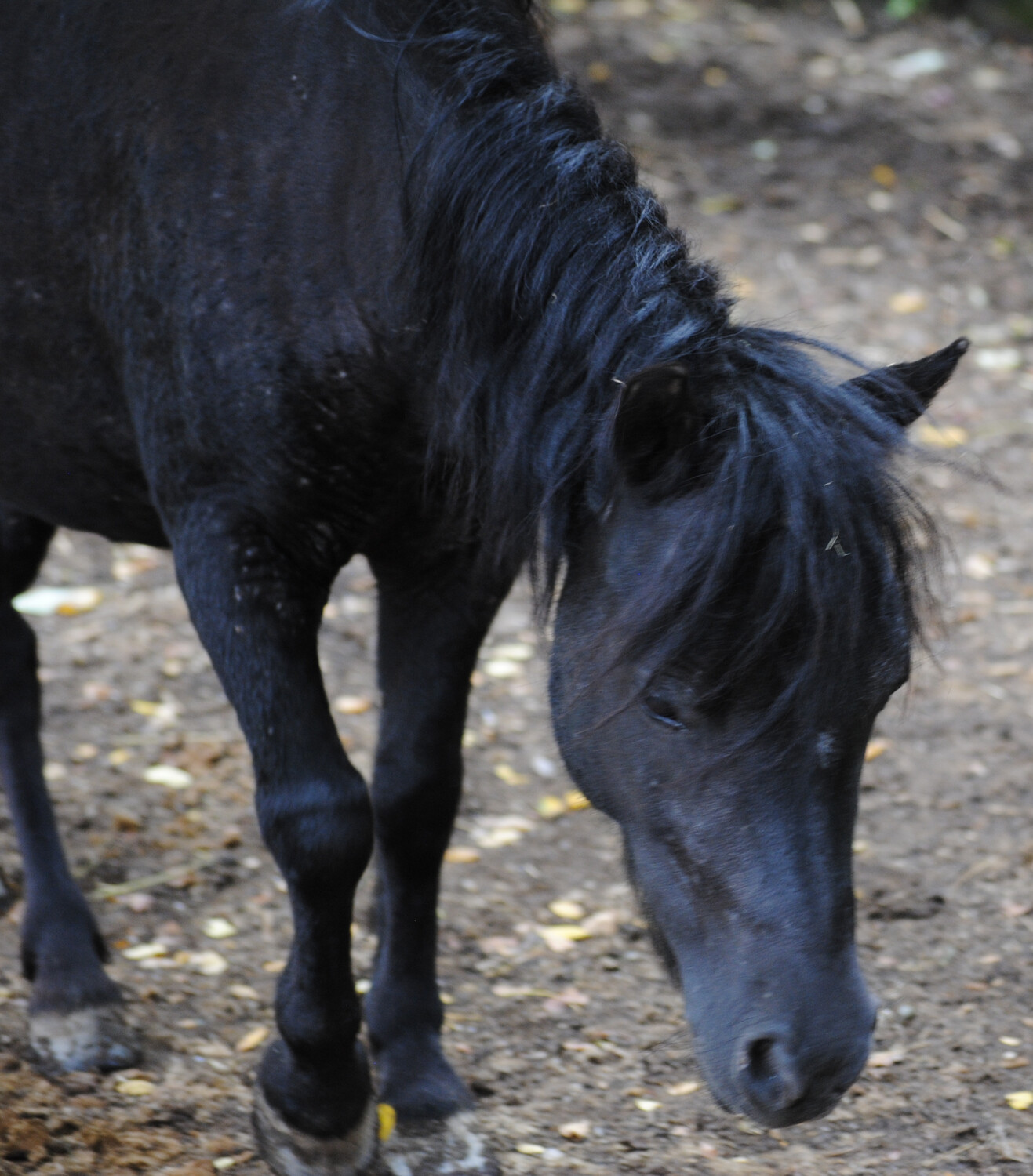 Holly (Reservierung)