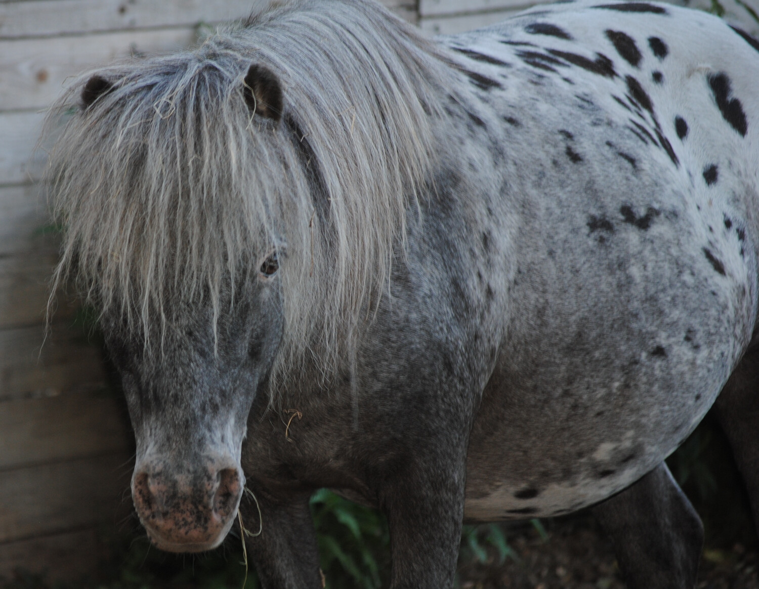 Jacky (Reservierung)