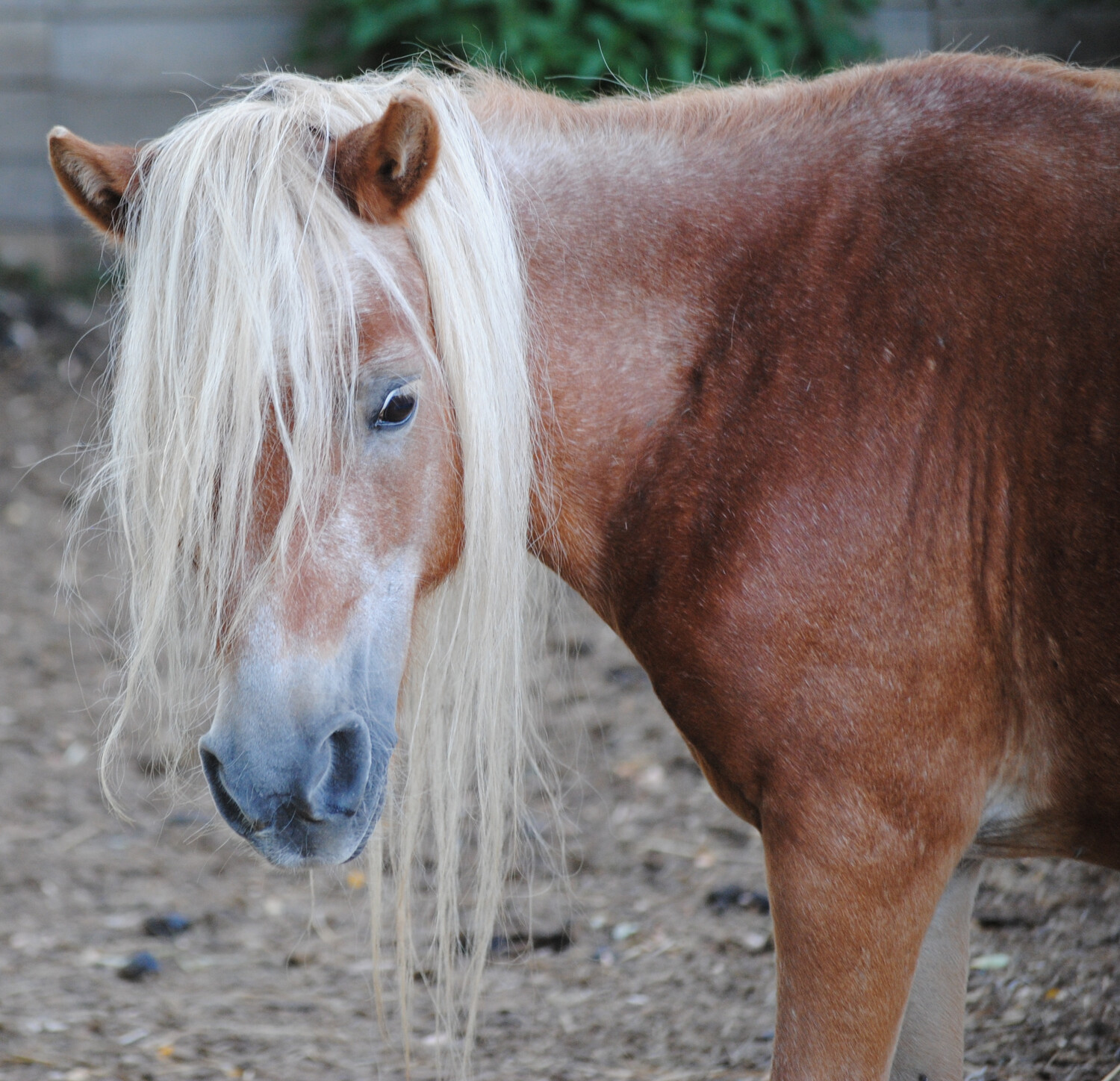 Candy (Reservierung)