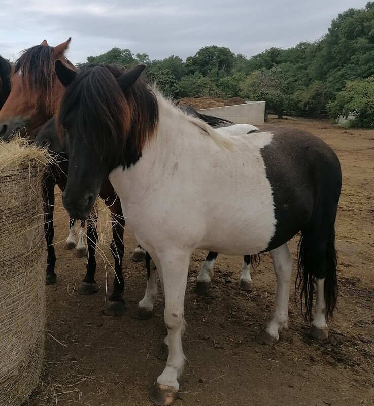 Aranis (Reservierung)