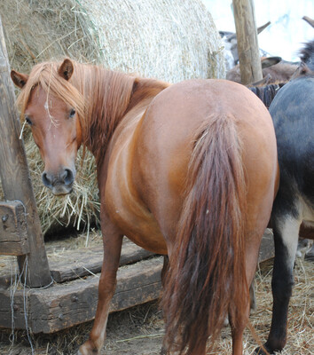 Lilly (Reservierung)