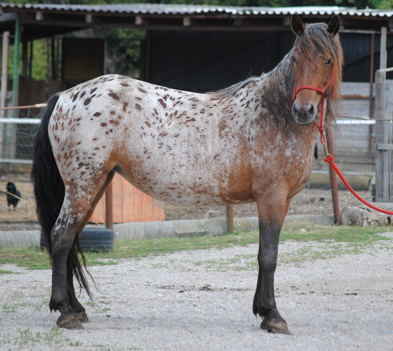 Smartie (Reservierung)