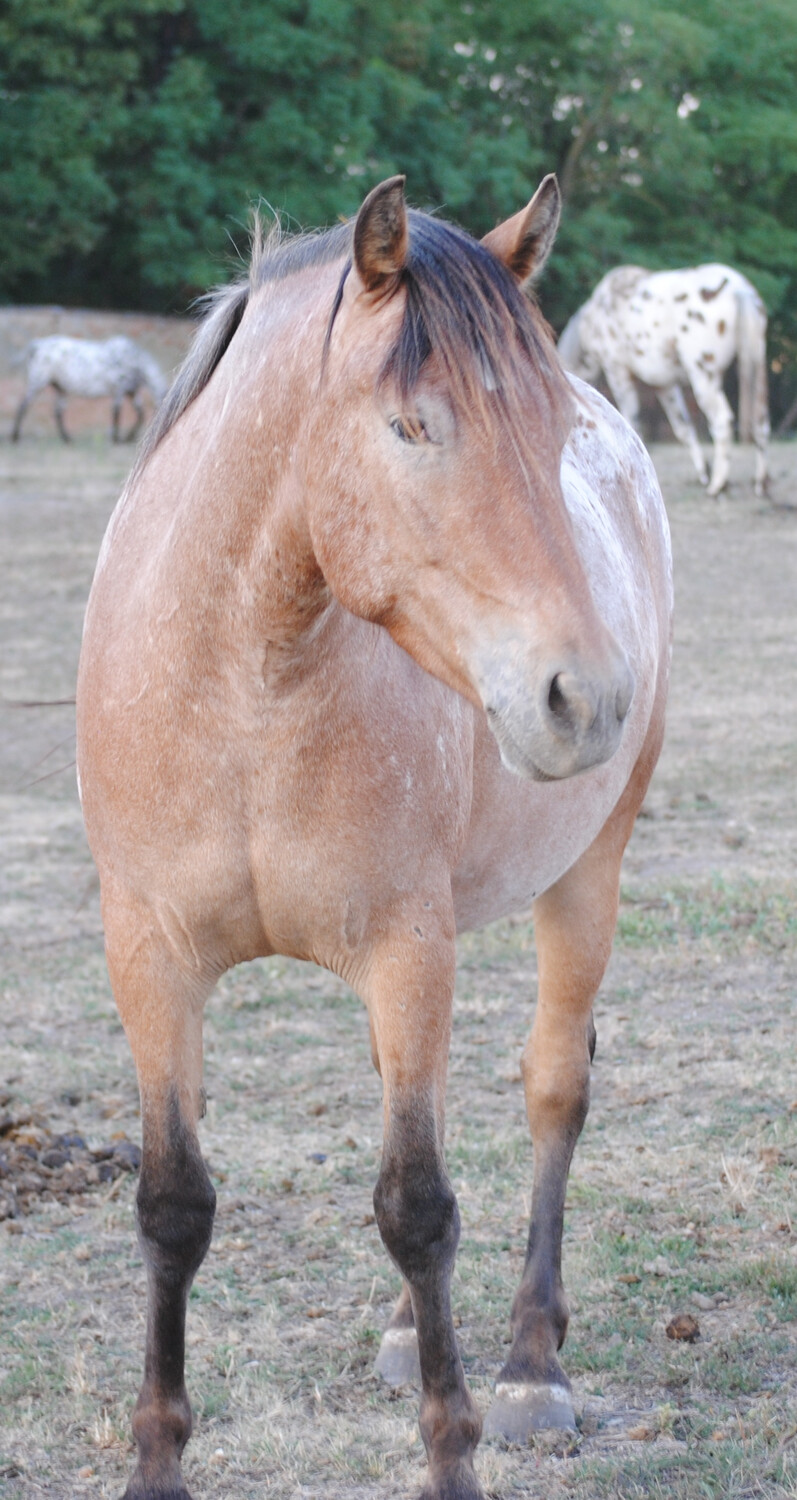 Ginger (Reservierung)