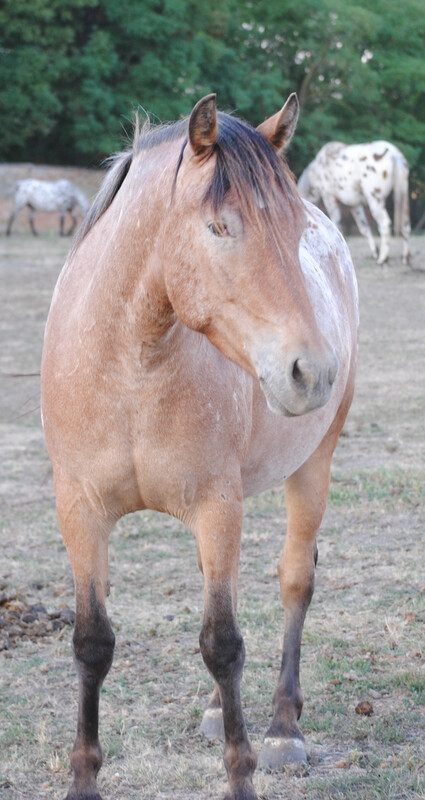 Ginger (Reservierung)