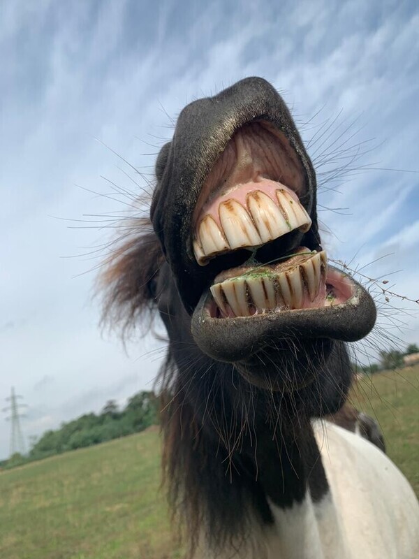 Workshop mit Pferden Anmelden