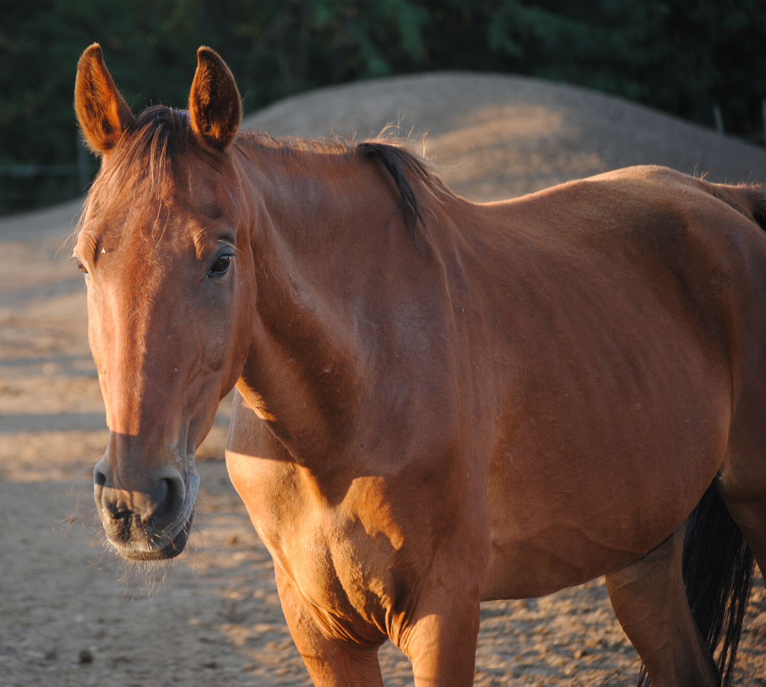 Fandango (Reservierung)