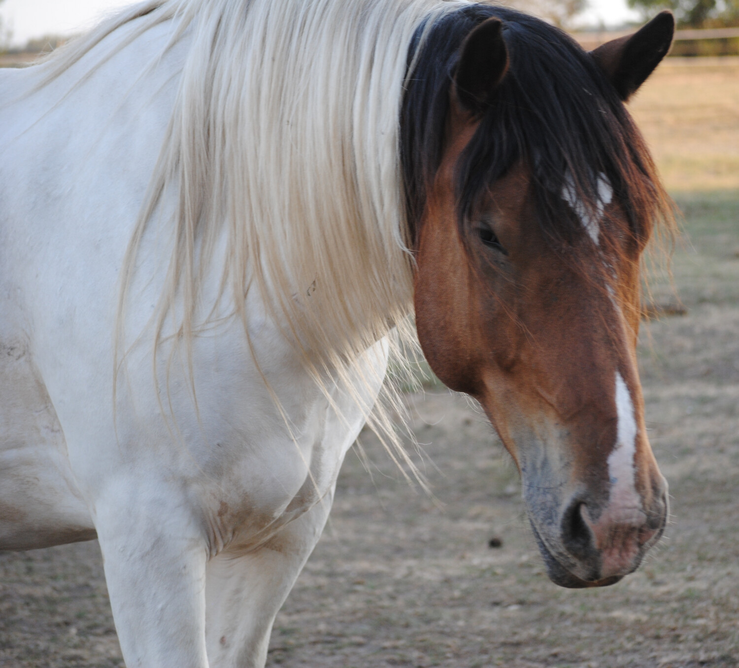 Callisto (Reservierung)