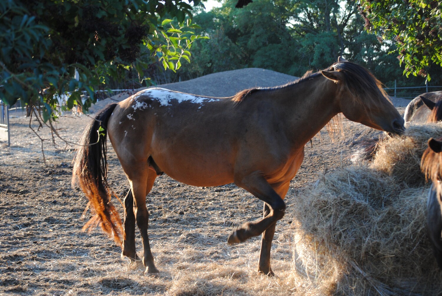 Amigo (Reservierung)