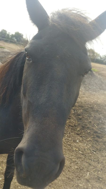 Askja (Reservierung)