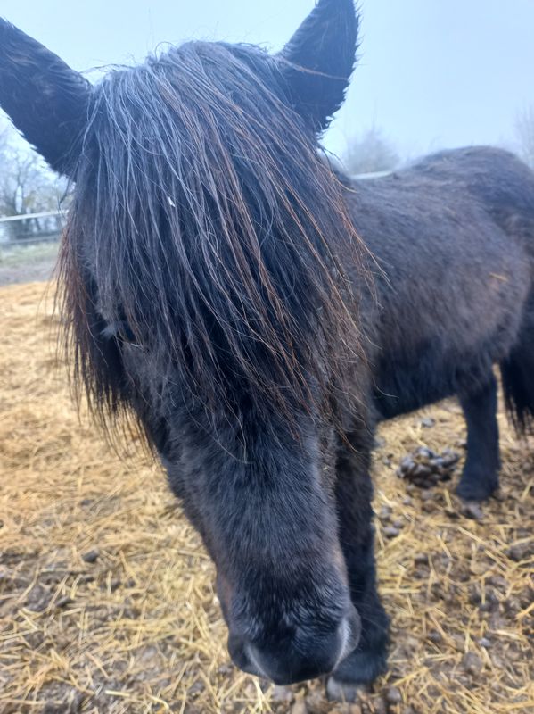 Leysing Reservierung