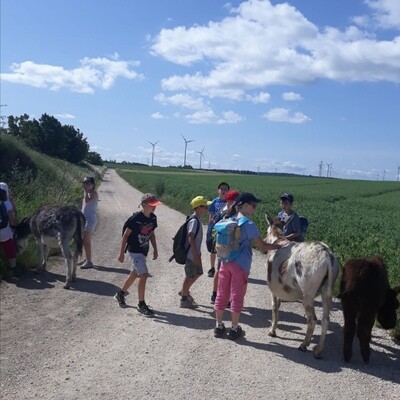 Eseltrekking Eseltrekking