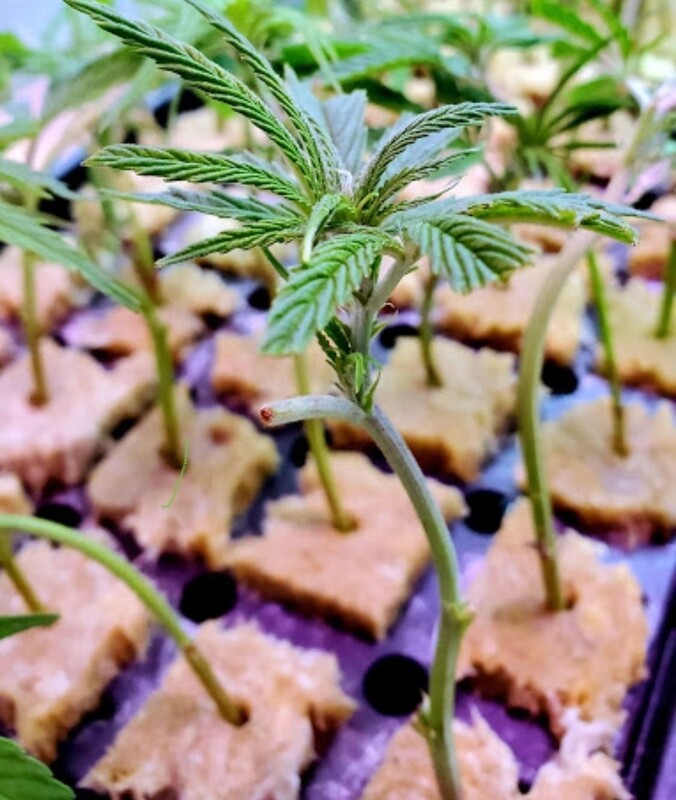 Tangie