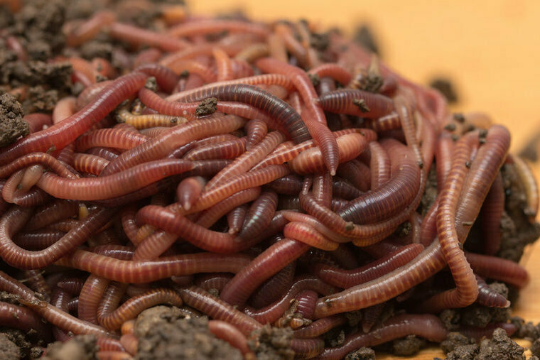 Aardwormen - Pieren